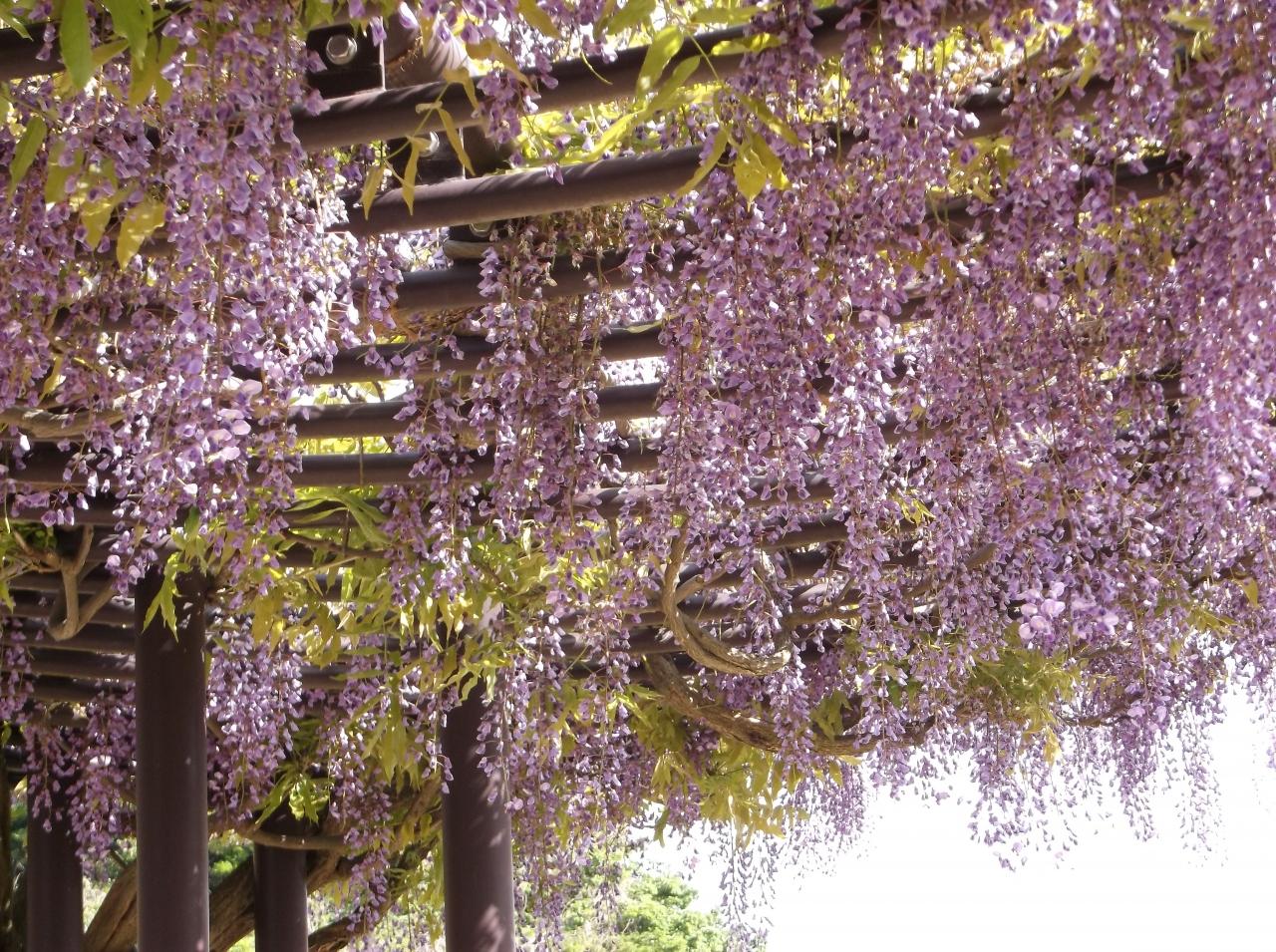 藤沢市で藤の花を捜す